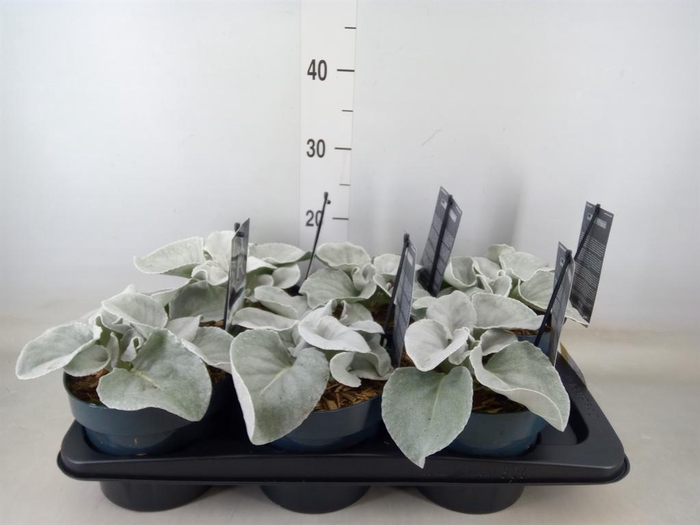 <h4>Senecio   ...</h4>