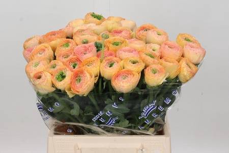 Ranunculus Clooney Tuareq Extra