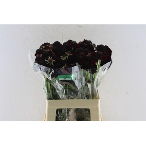 Scabiosa Blackberry Scoop