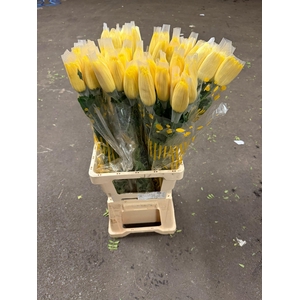 CHR G Anastasia Yellow