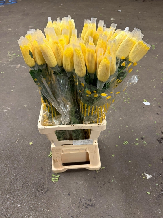 <h4>CHR G Anastasia Yellow</h4>