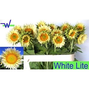 HELI OV WHITE LITE!