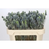Eryngium Electric Dynamite