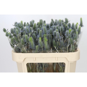 Eryngium Electric Dynamite