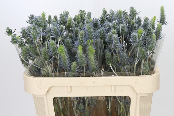 Eryngium Electric Dynamite