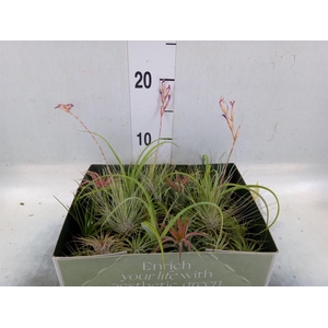 Tillandsia