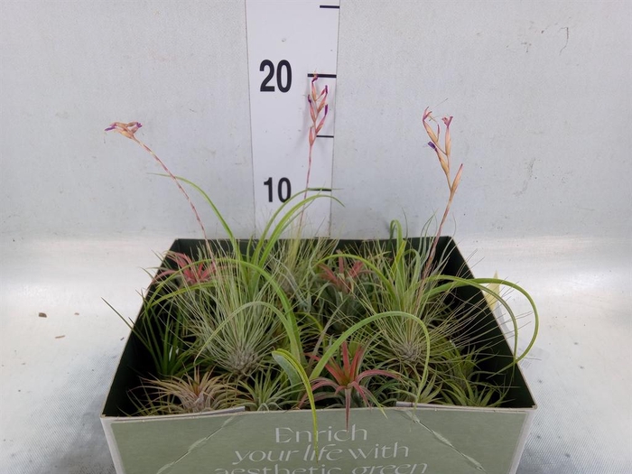 <h4>Tillandsia</h4>
