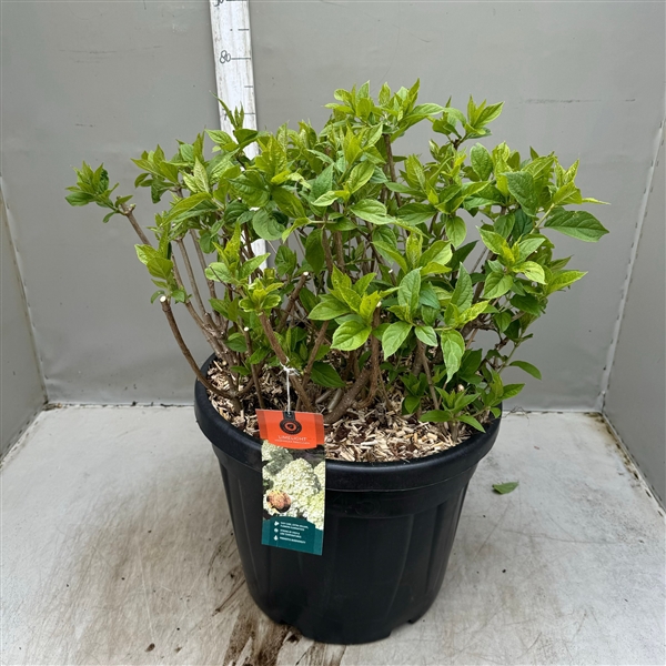 <h4>Hydrangea paniculata Limelight 45 ltr / p45</h4>