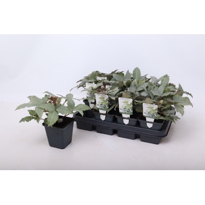 Helleborus sternii 'Silver Dollar' 9 cm