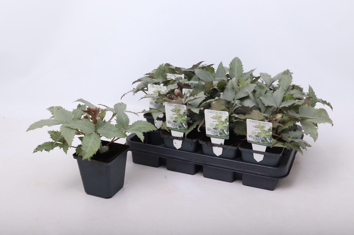 <h4>Helleborus sternii 'Silver Dollar' 9 cm</h4>