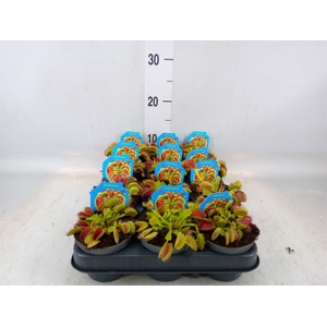 Dionaea muscipula