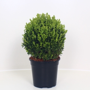 Buxus sempervirens