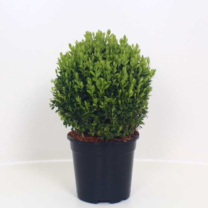 <h4>Buxus sempervirens</h4>