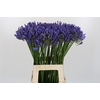 Agapanthus EYFORI Blue