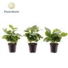 Coffea arabica