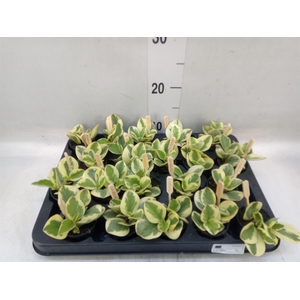 Peperomia obt. 'Obtipan Bicolor'