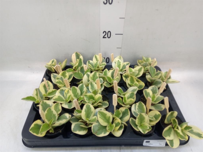 <h4>Peperomia obt. 'Obtipan Bicolor'</h4>