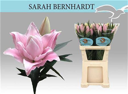 Li Or Du Sara Bernha