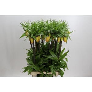 Fritillaria Imperialis
