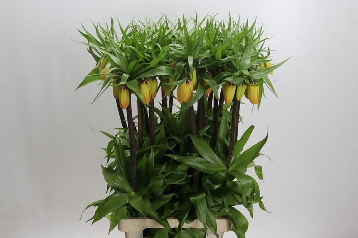 <h4>Fritillaria Imperialis</h4>