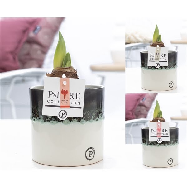 <h4>Hippeastrum mix in P&PURE Illusion cer. perfectly imperfectable</h4>