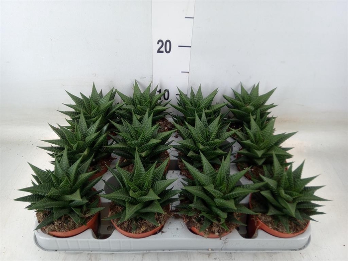 <h4>Haworthia limifolia</h4>