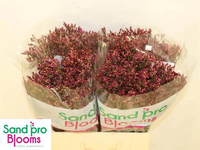 <h4>LIM SIN SCARLET DIA</h4>