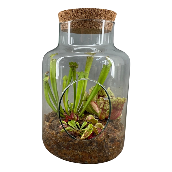 <h4>Vleesetende planten in terrarium met kurk</h4>