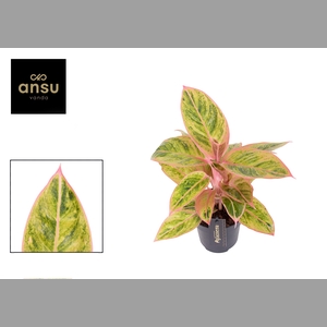 AGLAO SALMON FANTASY