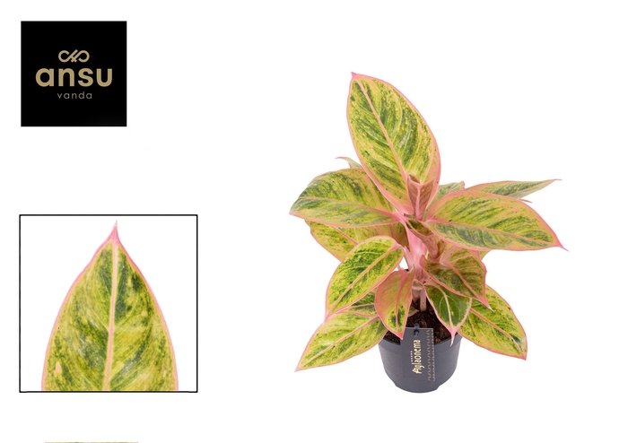 <h4>Aglaonema Salmon Fantasy</h4>