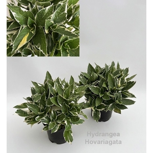 Hydrangea Hovaria gemengd