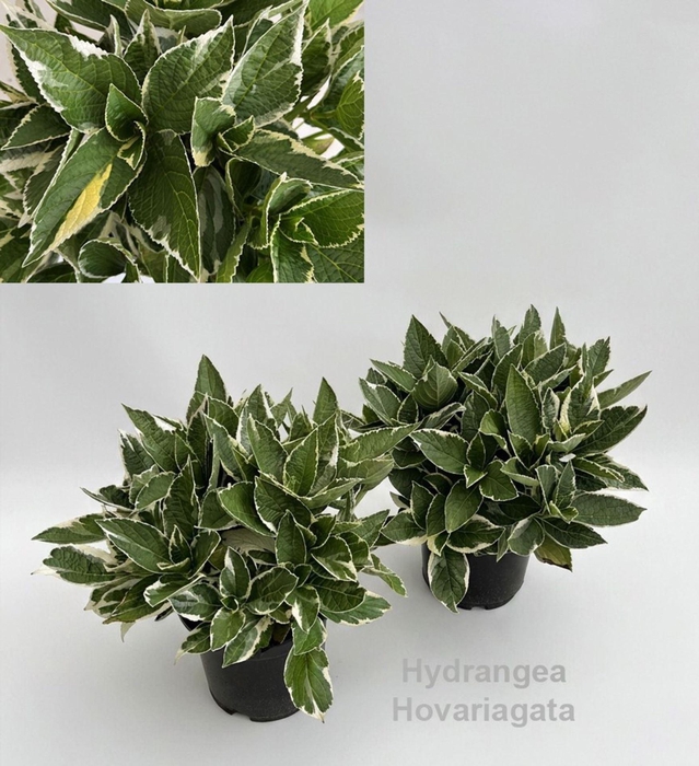 <h4>Hydrangea Hovaria gemengd</h4>