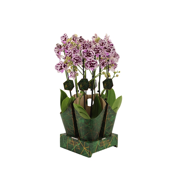 <h4>Signature Golden Nature Cover Phal Speechless E 2T16+</h4>