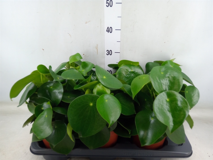 <h4>Peperomia polybotrya 'Raindrop'</h4>