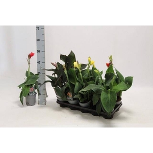 CANNA CANNOVA GEM