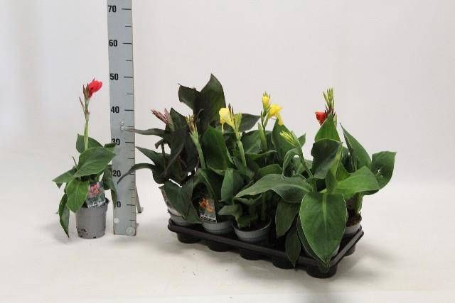 <h4>CANNA CANNOVA GEM</h4>