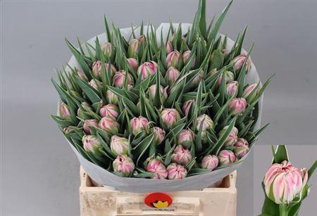 <h4>Tu Du Flash Point</h4>