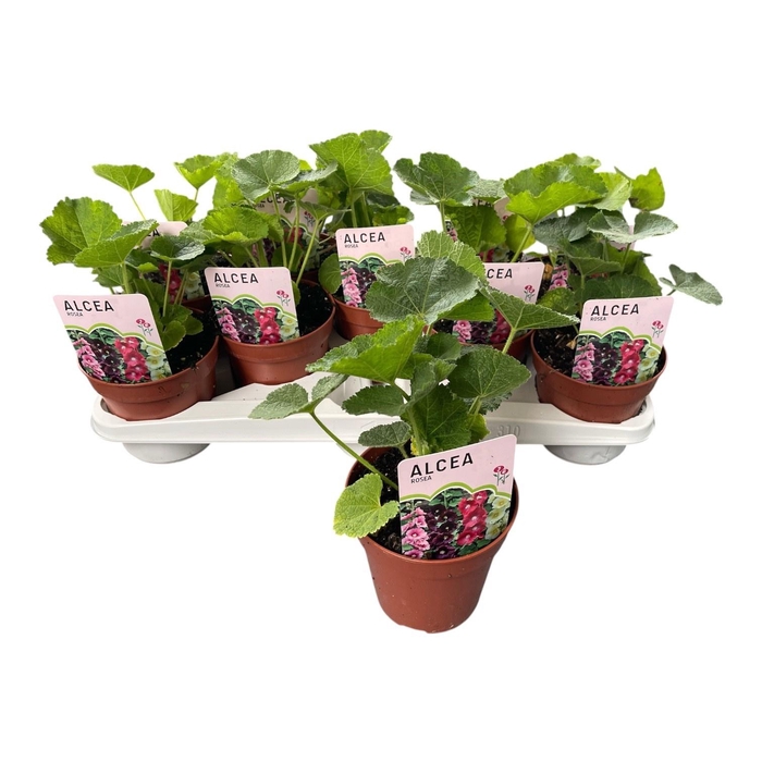 <h4>ALCE ROSEA</h4>