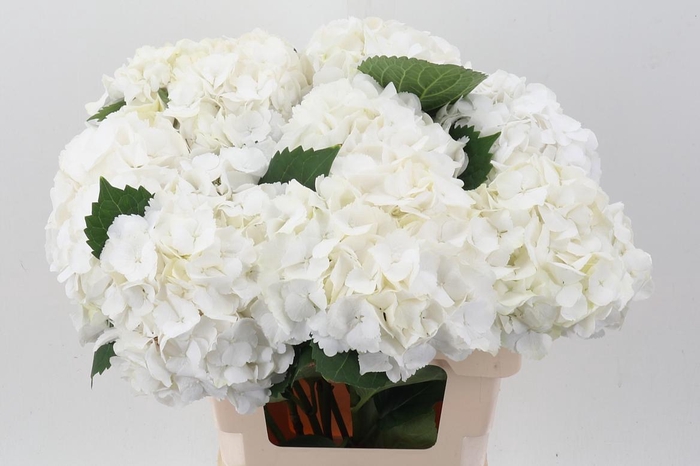 <h4>Hydr M Schneeball</h4>