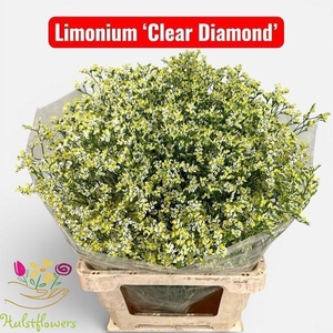 Lim Sin Clear Dia