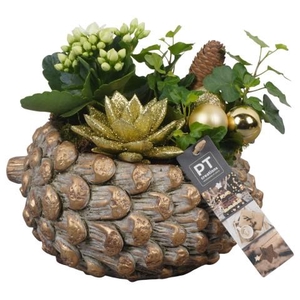 PTCHG5645 Arrangementen Kerst