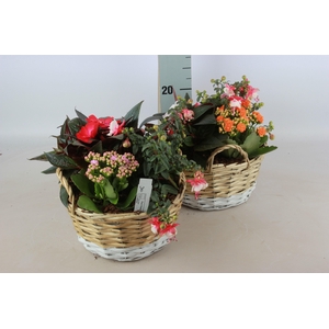 ARR TUINPLANTEN
