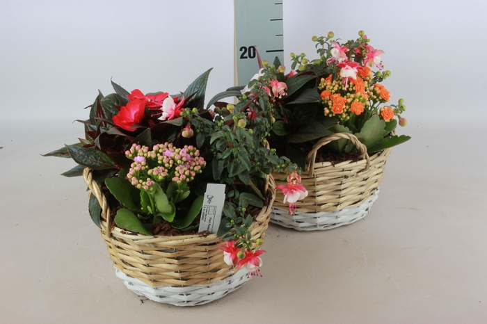 <h4>ARR TUINPLANTEN</h4>