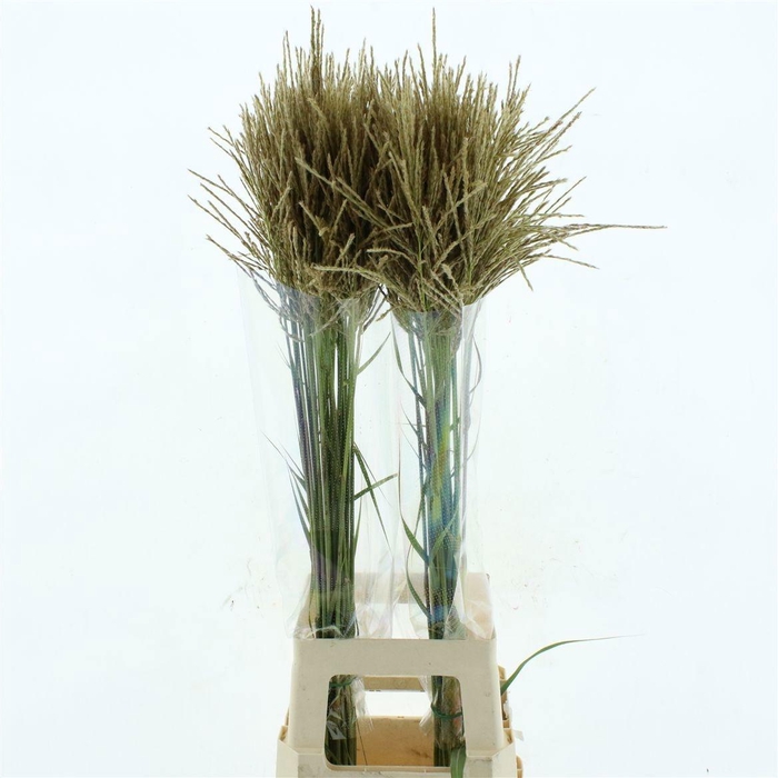 <h4>MISC SINENSIS OV</h4>