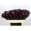 Leucadendron Saf Sunset Dark R.