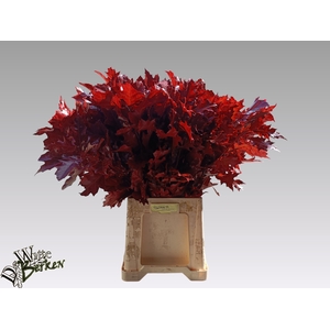 Quercus Rubra Klb Red 26001 WB