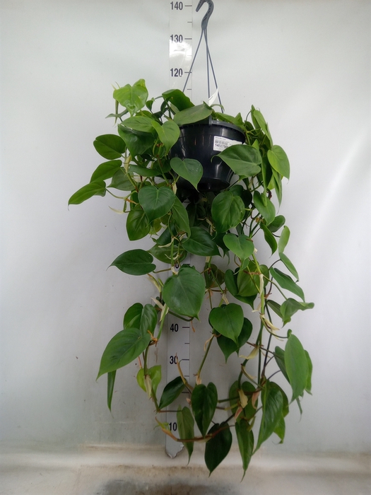 <h4>Philodendron scand.</h4>