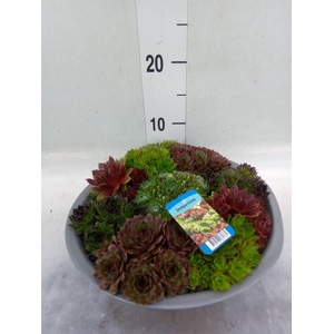 Sempervivum   ...