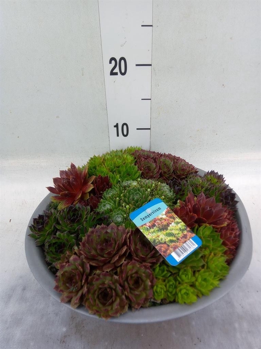 <h4>Sempervivum   ...</h4>