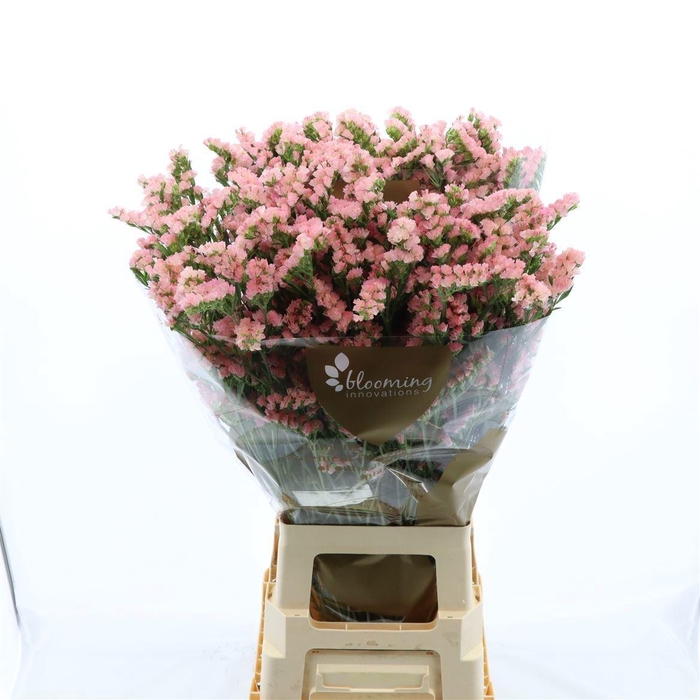 <h4>LIM S EMMA PEACH+</h4>